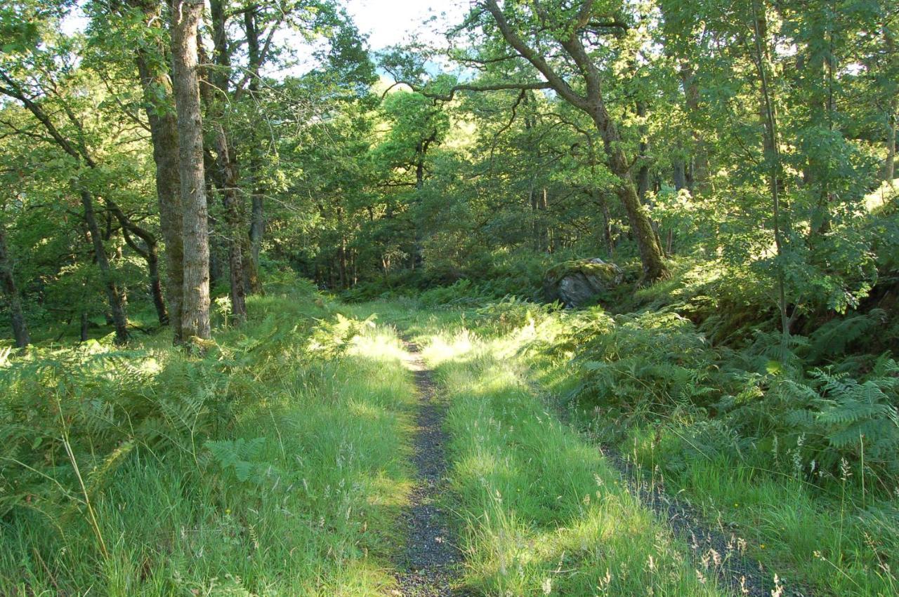 Luxury Woodland Alder Lodge *