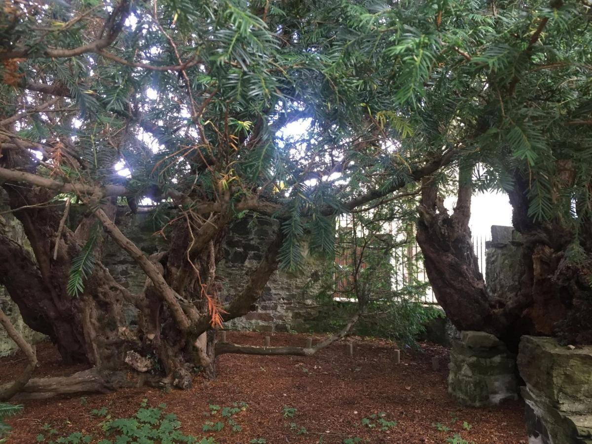 Lodge Luxury Woodland Alder *